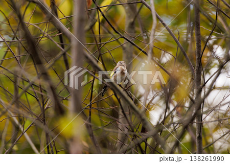 Colorful bird perched quietly among golden autumn leaves in a serene forest setting 138261990
