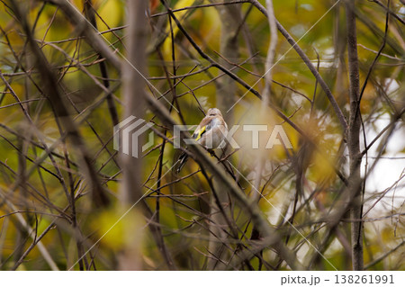 Small bird perched on branches amid autumn leaves in a peaceful forest setting 138261991