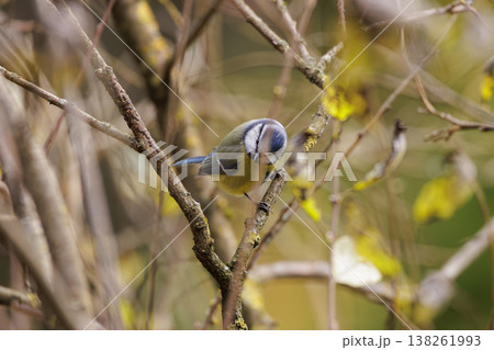 Colorful blue tit rests on a branch amidst autumn leaves in a tranquil forest setting 138261993