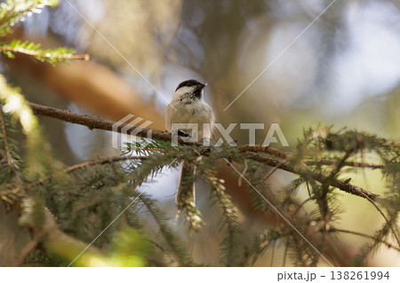 Bird perched on a branch among pine trees, capturing the serene beauty of nature in the morning light Bird perched on a branch among pine trees, capturing the serene beauty of nature in the morning light 138261994