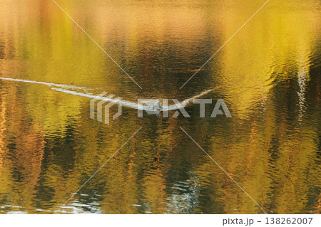 Ducks gliding smoothly across a tranquil lake surrounded by vibrant autumn foliage in late afternoon Ducks gliding smoothly across a tranquil lake surrounded by vibrant autumn foliage in late afternoon 138262007