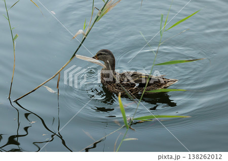Gentle duck gliding through tranquil waters surrounded by lush reeds in a peaceful setting Gentle duck gliding through tranquil waters surrounded by lush reeds in a peaceful setting 138262012