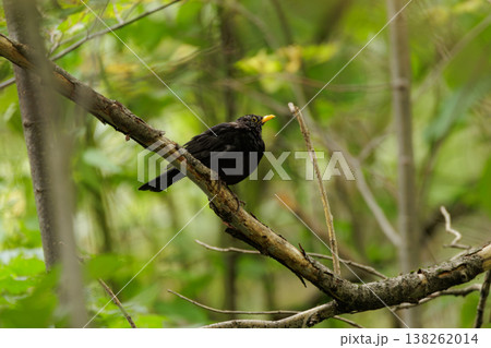 Blackbird perches quietly on a branch in a lush green forest during a serene afternoon in springtime 138262014