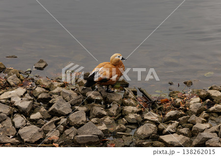 Elegant bird by the waterside enjoys a peaceful moment on a rocky shore surrounded by calm reflections Elegant bird by the waterside enjoys a peaceful moment on a rocky shore surrounded by calm reflections 138262015