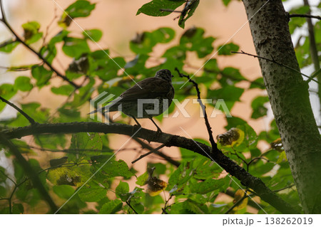 Bird perched on a branch surrounded by lush greenery in a quiet forest during the golden hour Bird perched on a branch surrounded by lush greenery in a quiet forest during the golden hour 138262019