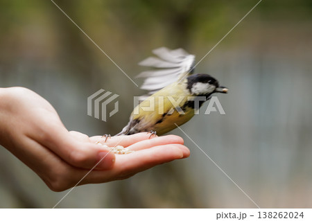 Bird feeding moment in a tranquil setting creates a stunning connection between nature and humanity 138262024