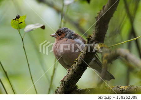 Colorful bird perched on a mossy branch in a lush forest during a serene morning Colorful bird perched on a mossy branch in a lush forest during a serene morning 138262089