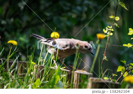 A curious bird exploring a lush garden filled with vibrant flowers during a sunny afternoon 138262104
