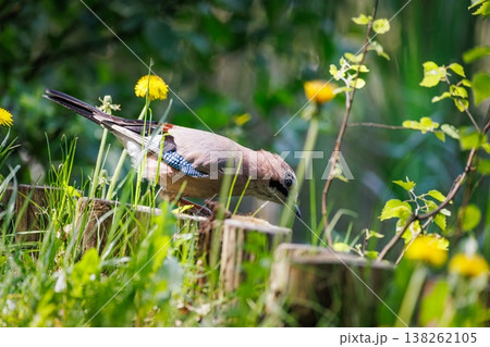 Beautiful jay bird foraging in lush green grass surrounded by vibrant yellow flowers on a sunny day Beautiful jay bird foraging in lush green grass surrounded by vibrant yellow flowers on a sunny day 138262105