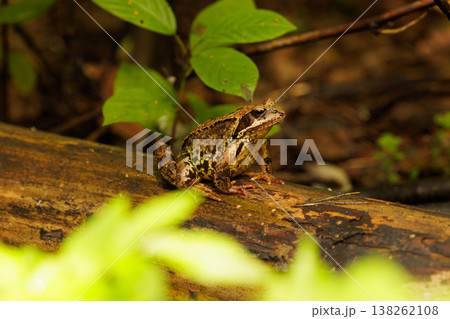 Frog resting on a log surrounded by vibrant greens in a tranquil forest setting 138262108