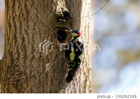 Woodpecker tapping on tree trunk, creating a nest in springtime sunlight 138262109