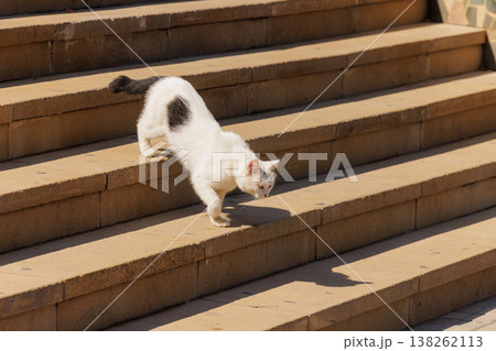 Cat gracefully descends sunlit steps in a serene garden on a warm afternoon Cat gracefully descends sunlit steps in a serene garden on a warm afternoon 138262113