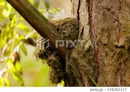 Exploring the hidden life within a mossy tree trunk in a tranquil forest setting 138262117
