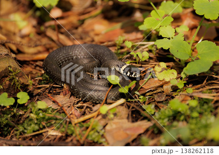 Black snake rests quietly among the green plants in a sunlit forest during a warm afternoon 138262118
