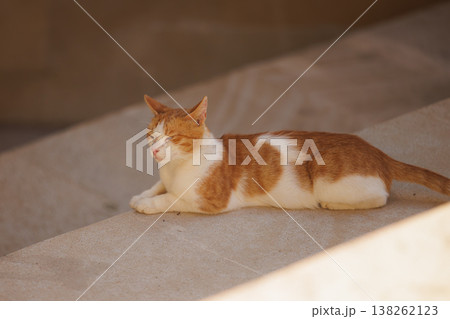 Playful orange and white cat lounging peacefully on warm stones in a sunlit corner of a tranquil garden 138262123