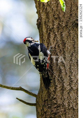 Colorful woodpecker climbs the rough bark of an ancient tree during a sunny spring morning 138262124