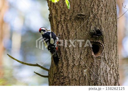 Playful orange and white cat relaxing on a sunlit stone surface in a cozy corner of a warm afternoon Playful orange and white cat relaxing on a sunlit stone surface in a cozy corner of a warm afternoon 138262125
