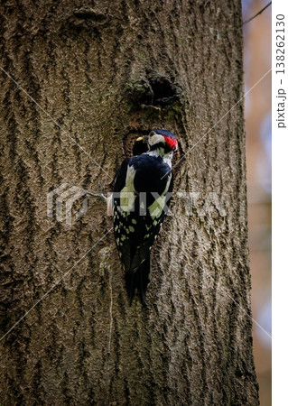 Woodpecker explores tree hole in the heart of the forest during early morning light Woodpecker explores tree hole in the heart of the forest during early morning light 138262130