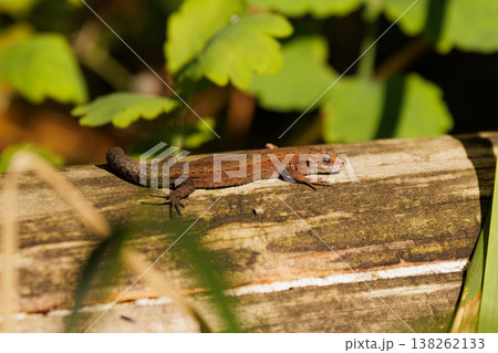 Lizard sunbathing on a wooden log in a lush green forest during a warm afternoon Lizard sunbathing on a wooden log in a lush green forest during a warm afternoon 138262133