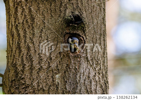 Colorful bird peeks from its cozy nest in a tree trunk during a sunny morning 138262134