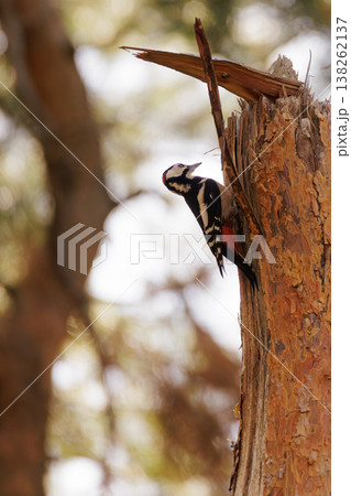 Woodpecker climbing a tree trunk in a sunlit forest during a warm afternoon Woodpecker climbing a tree trunk in a sunlit forest during a warm afternoon 138262137
