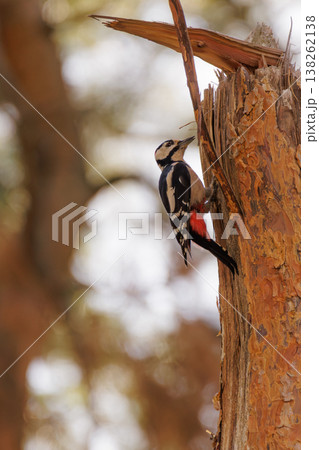 Colorful woodpecker taps on a weathered tree in a sunlit forest during the golden hour 138262138