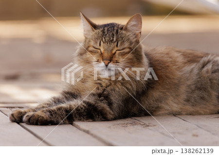 Feline serenity: A cat enjoying a peaceful afternoon on wooden planks in a sunlit garden 138262139
