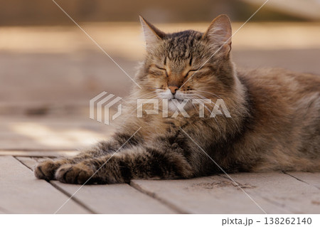 Cozy feline basking in warm sunlight on a rustic wooden deck in a peaceful outdoor setting Cozy feline basking in warm sunlight on a rustic wooden deck in a peaceful outdoor setting 138262140