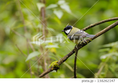 Charming bird perched on a branch in a lush green forest during a sunny afternoon Charming bird perched on a branch in a lush green forest during a sunny afternoon 138262147