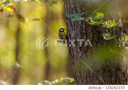 Colorful bird perched on tree trunk in a serene forest setting during a bright autumn day Colorful bird perched on tree trunk in a serene forest setting during a bright autumn day 138262153