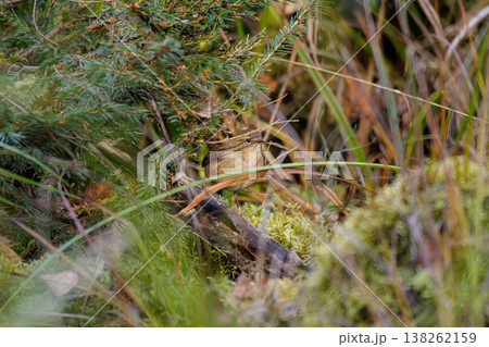 Nature hides a small bird among the lush green foliage in a serene forest setting during the morning light Nature hides a small bird among the lush green foliage in a serene forest setting during the morning light 138262159