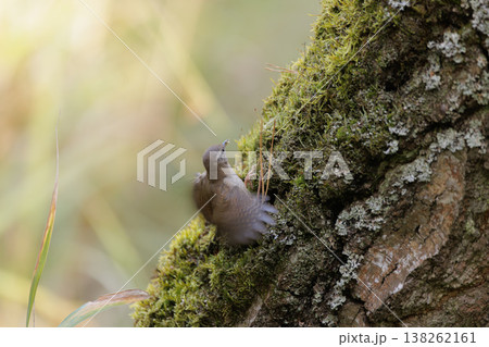 Small bird foraging in lush moss on a tree trunk during the golden hour of morning light Small bird foraging in lush moss on a tree trunk during the golden hour of morning light 138262161