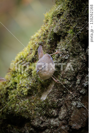 Small bird explores mossy tree trunk in a lush green forest during a serene morning Small bird explores mossy tree trunk in a lush green forest during a serene morning 138262168