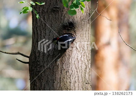 Woodpecker skillfully carving a home in a tall tree during a sunny afternoon in the serene forest 138262173