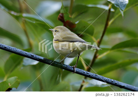 Small bird perches on a branch, surrounded by lush greenery in a serene forest setting Small bird perches on a branch, surrounded by lush greenery in a serene forest setting 138262174