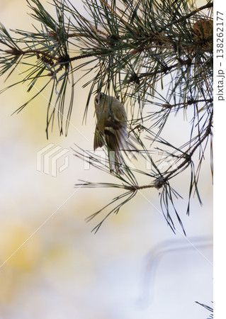 Delicate bird perched on slender pine branches in a peaceful forest setting Delicate bird perched on slender pine branches in a peaceful forest setting 138262177