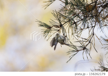 Tiny bird nestled among pine branches in a sunlit forest during autumn tranquility 138262179