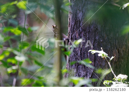 Squirrel foraging on a tree in a lush forest during a sunny afternoon in early autumn 138262180