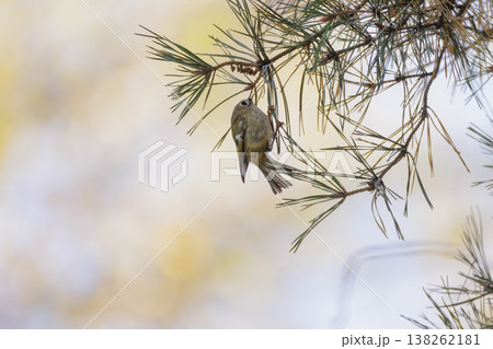 Charming bird perches delicately on a pine branch amidst a softly blurred background of autumn colors 138262181
