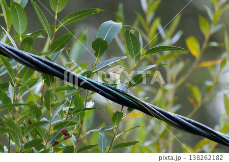 Small bird perched on a wire amidst lush green leaves in a serene backyard setting Small bird perched on a wire amidst lush green leaves in a serene backyard setting 138262182