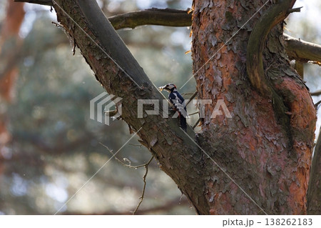 Colorful woodpecker climbs the rough bark of a tall tree on a sunny afternoon in the forest Colorful woodpecker climbs the rough bark of a tall tree on a sunny afternoon in the forest 138262183