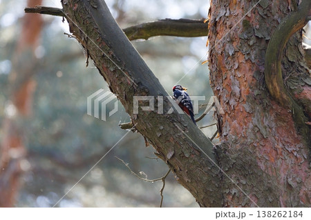 Colorful woodpecker explores a tall tree in a sunlit forest during a peaceful afternoon Colorful woodpecker explores a tall tree in a sunlit forest during a peaceful afternoon 138262184
