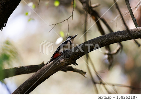 Woodpecker perched on a tree branch in a lush forest during the early morning light 138262187