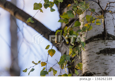 Sunny autumn morning with a small bird perched among colorful leaves in a serene forest setting Sunny autumn morning with a small bird perched among colorful leaves in a serene forest setting 138262189