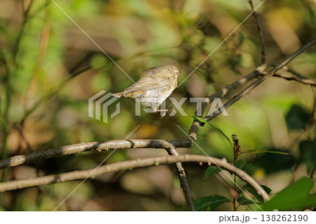 Small bird leaps gracefully among branches in a vibrant green forest during the golden hour of sunset 138262190