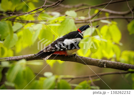 Colorful woodpecker perched on a branch surrounded by vibrant green leaves 138262232