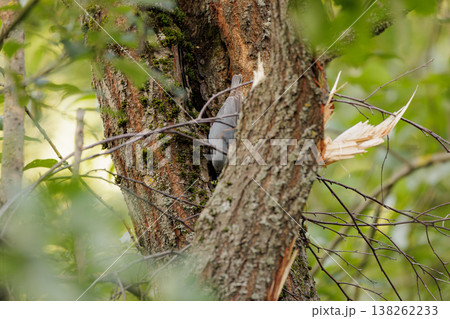 Bird exploring tree bark in a lush forest during a sunny afternoon Bird exploring tree bark in a lush forest during a sunny afternoon 138262233