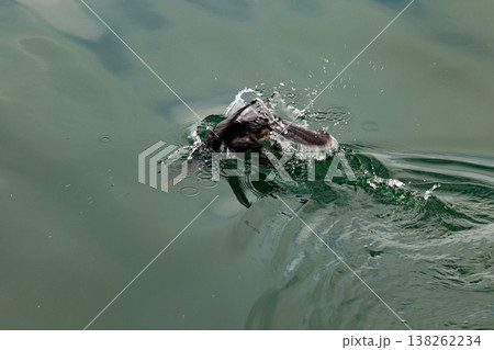 Diving bird spreads its wings in the shimmering water on a calm afternoon 138262234