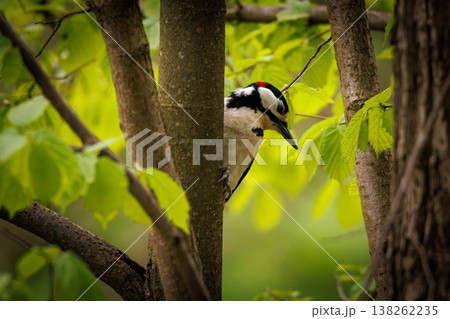 Woodpecker peeking through lush green leaves in a tranquil forest setting during early morning hours 138262235