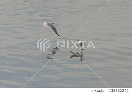 Seagulls gliding gracefully above calm waters on a serene afternoon Seagulls gliding gracefully above calm waters on a serene afternoon 138262242